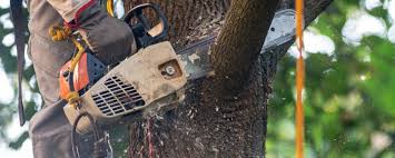 How Our Tree Care Process Works  in  Glen Ellen, CA