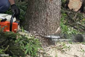Best Emergency Tree Removal  in Glen Ellen, CA