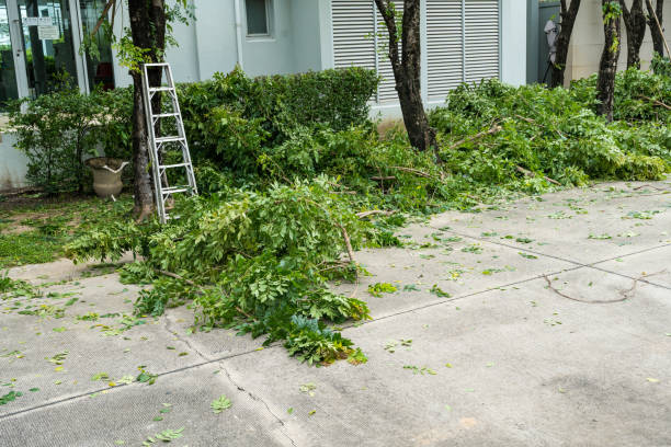 Best Tree Maintenance Programs  in Glen Ellen, CA