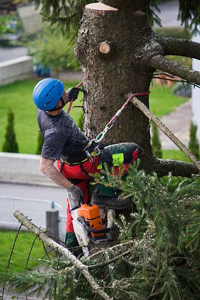 Reliable Glen Ellen, CA Tree Services Solutions