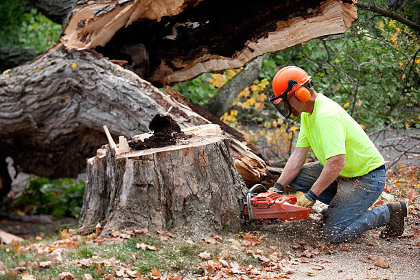 Best Tree and Shrub Care  in Glen Ellen, CA
